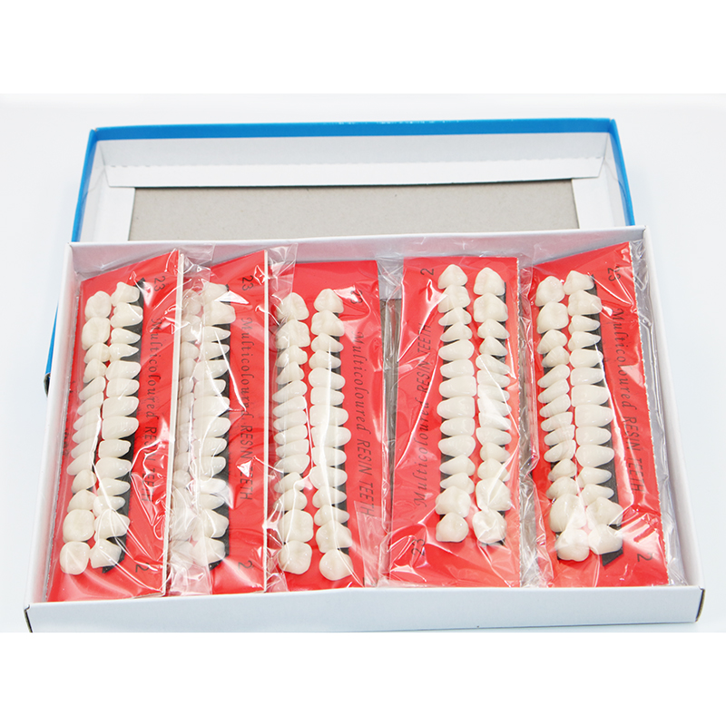 Model Kit Tool - 10 Sets Zahnmedizinische Kunststoffzähne Lehrmodell Spezielle